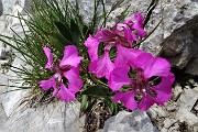 PERIPLO del Pizzo Arera con salita alla CORNA PIANA (2302 m) il 19 luglio 2017- FOTOGALLERY